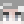 Foxes_104