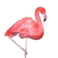 ringoilflamingo_2024