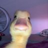 Dani3le_MC