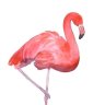 ringoilflamingo_2024