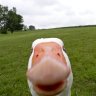 vynn